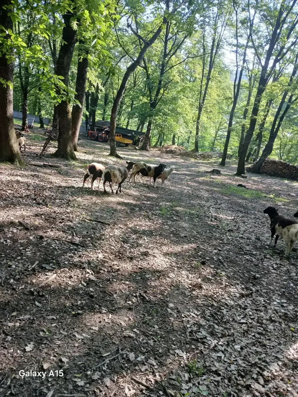 Mielute de rasa carne.