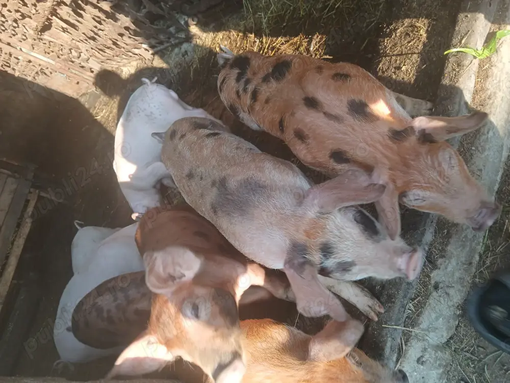 vand purcei,iezi,capre