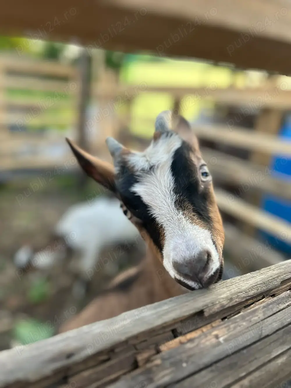 Iezi metis sannen cu alpin francez Iezi metis sannen cu alpin francez