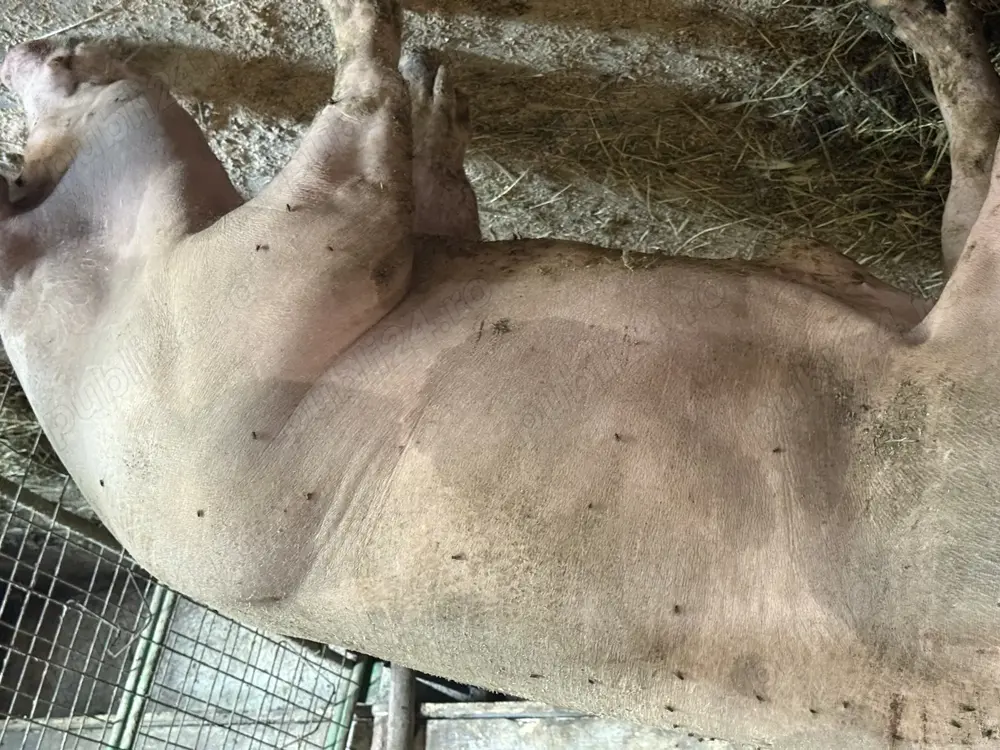 Vând vier pietrean belgian  Vând vier pietrean belgian