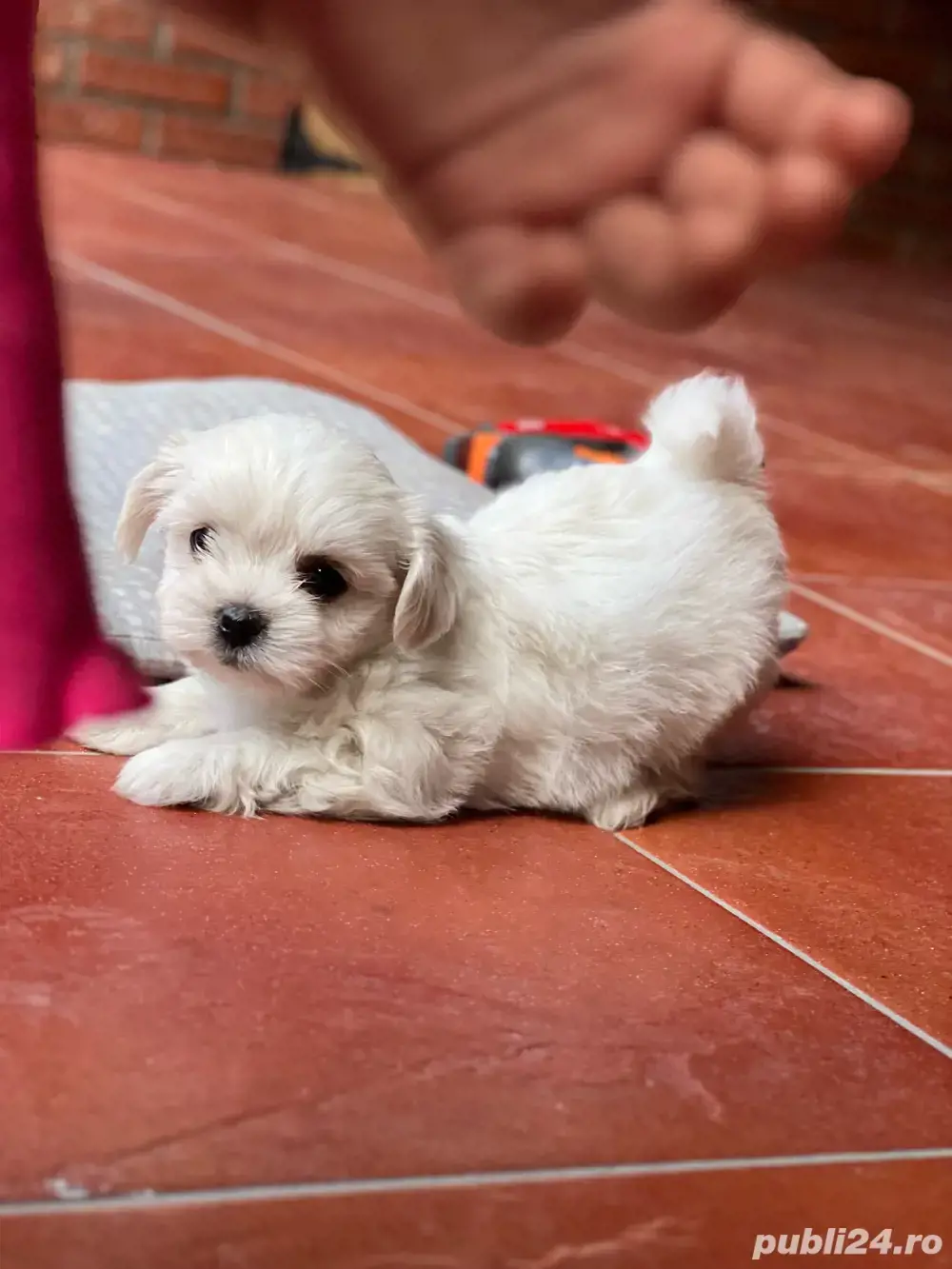 mini toy isi cauta casuta  mini toy isi cauta casuta