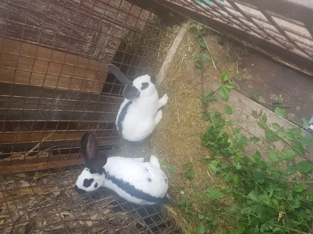 Iepuroaice Fluture german , cauta alta casa