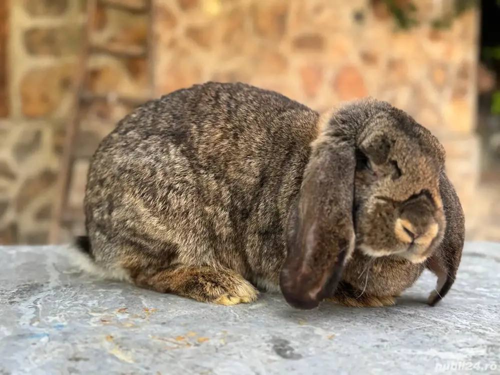 Femela Berbec German Agouti