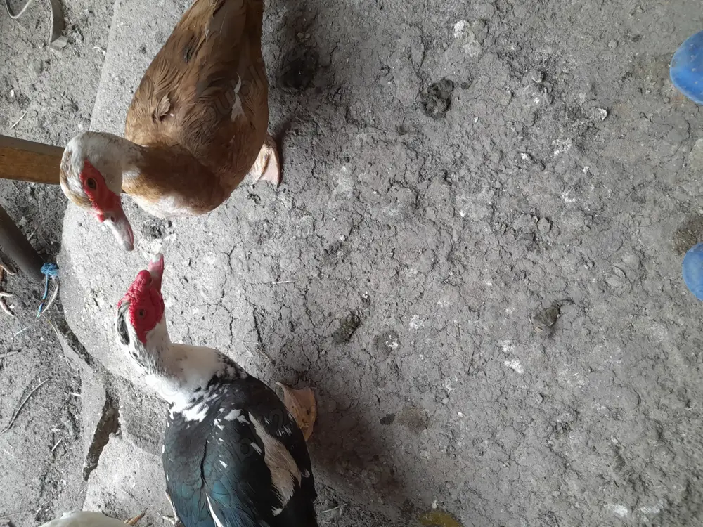 Vand o pereche tanara rate lesesti