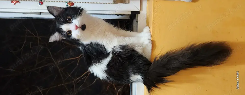 Dau spre adopție motănel de rasă 