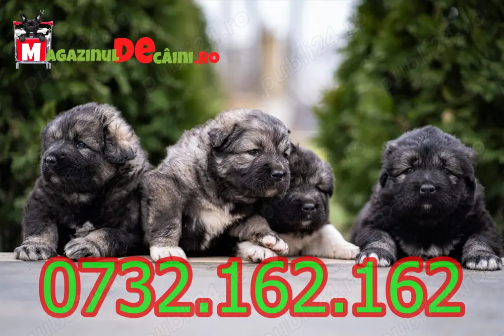 Cumpara legal catei Ciobanesc Caucazian Talie Mare cu Factura|Microcip|Garantie|Livrare la Timisoara