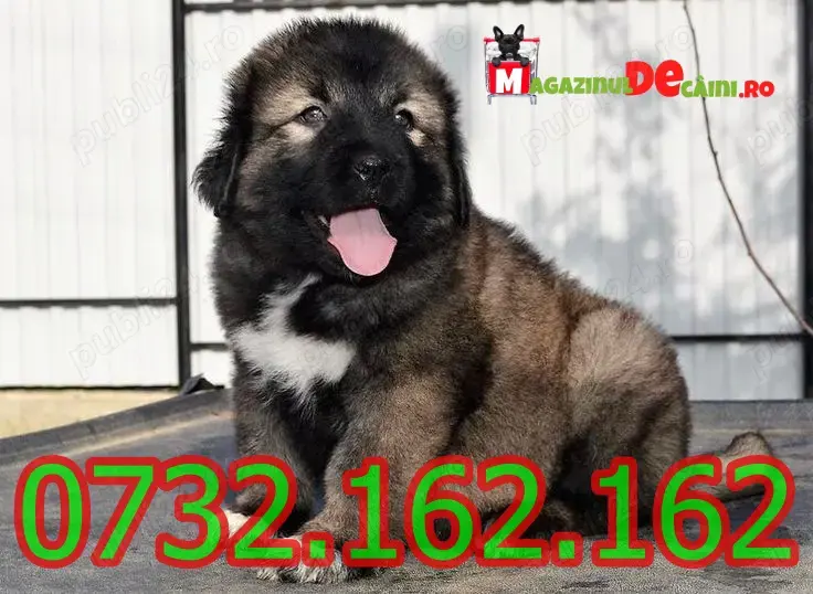 Cumpara legal Ciobanesc Caucazian cu Factura,Microcip,Carnet,Inregistrare-Livrare la Cluj Napoca