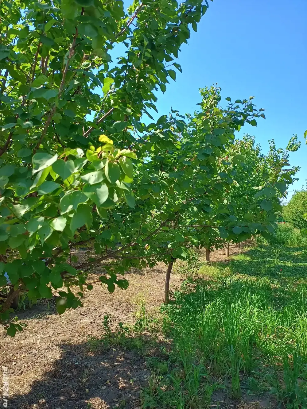 Vând teren intravilan + Livada