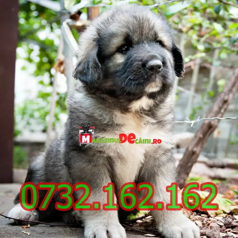 Cumpara legal catei Ciobanesc Caucazian cu Factura,Carnet,Microcip,Inregistrare-Livrare la Tg.Mures
