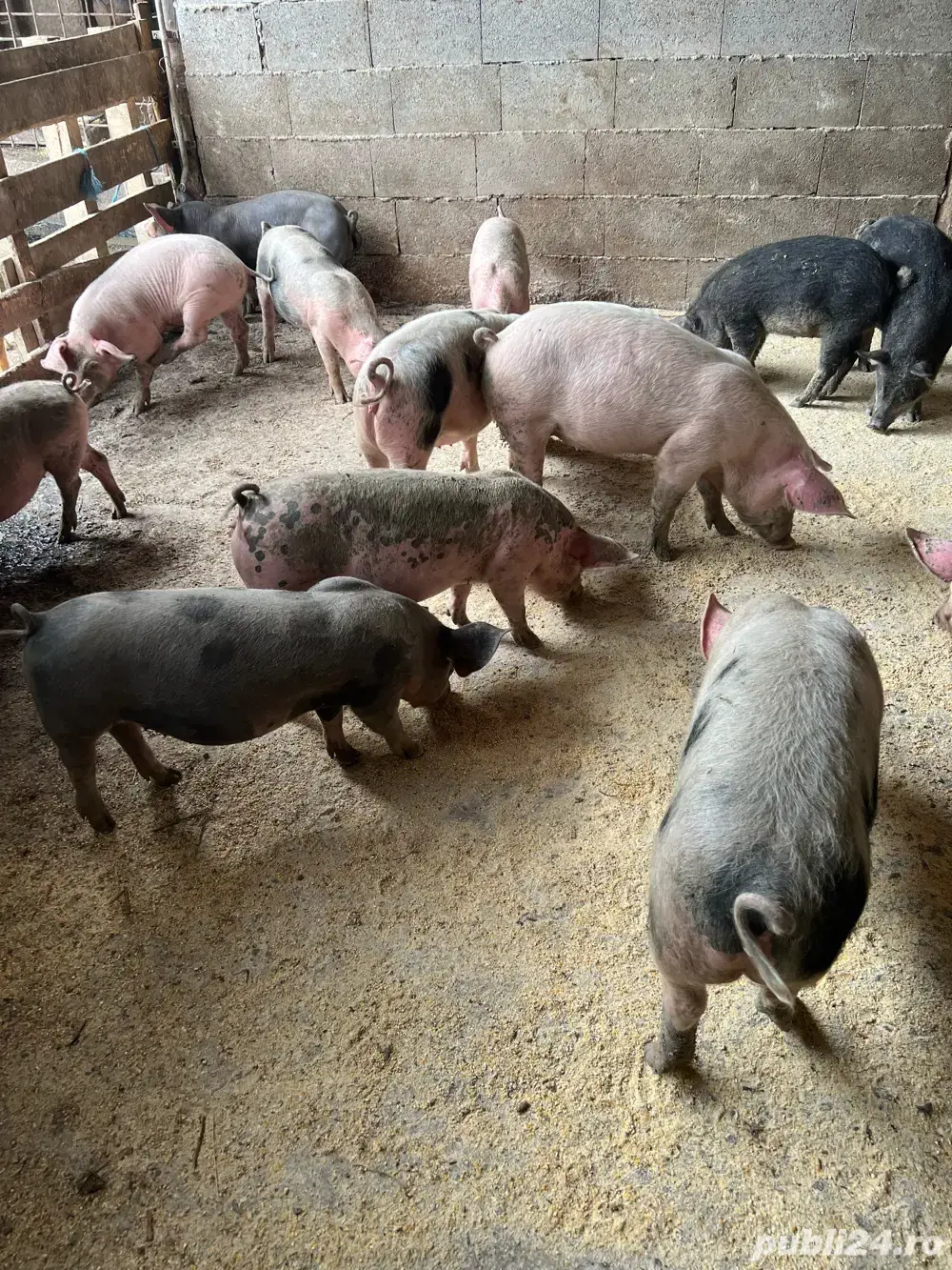 Purcei 3 luni tata pietrain pur 