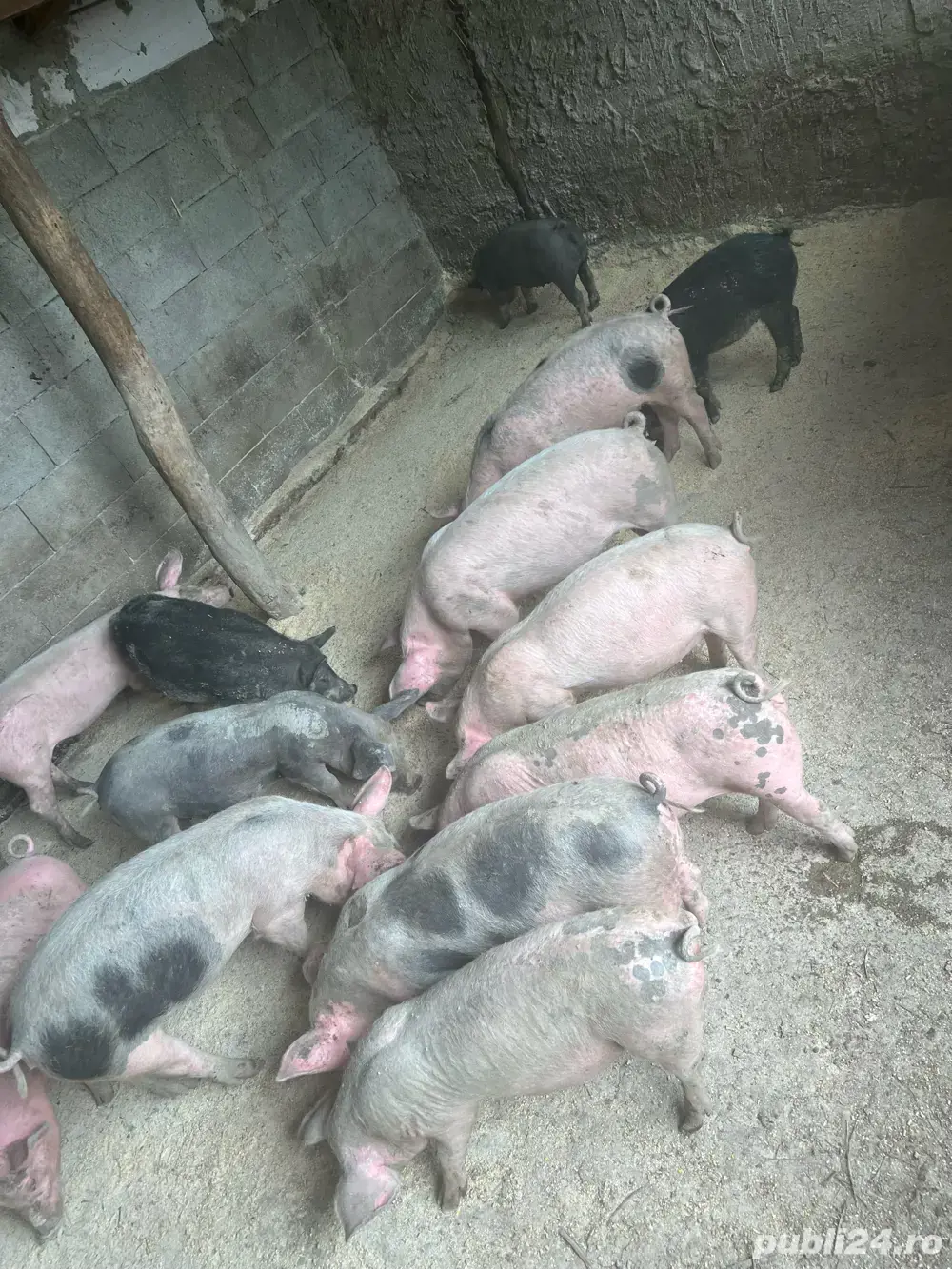 Purcei 3 luni tata pietrain pur  Purcei 3 luni tata pietrain pur