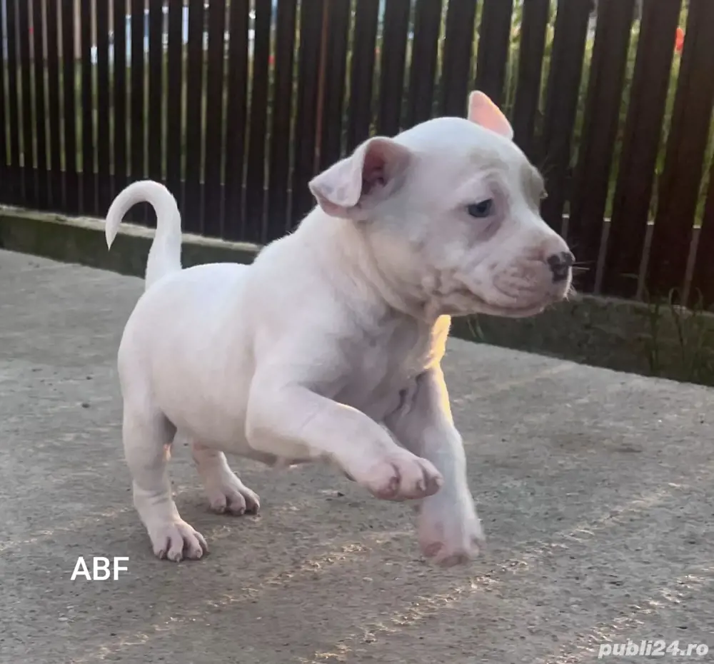 Puiuti Amstaff