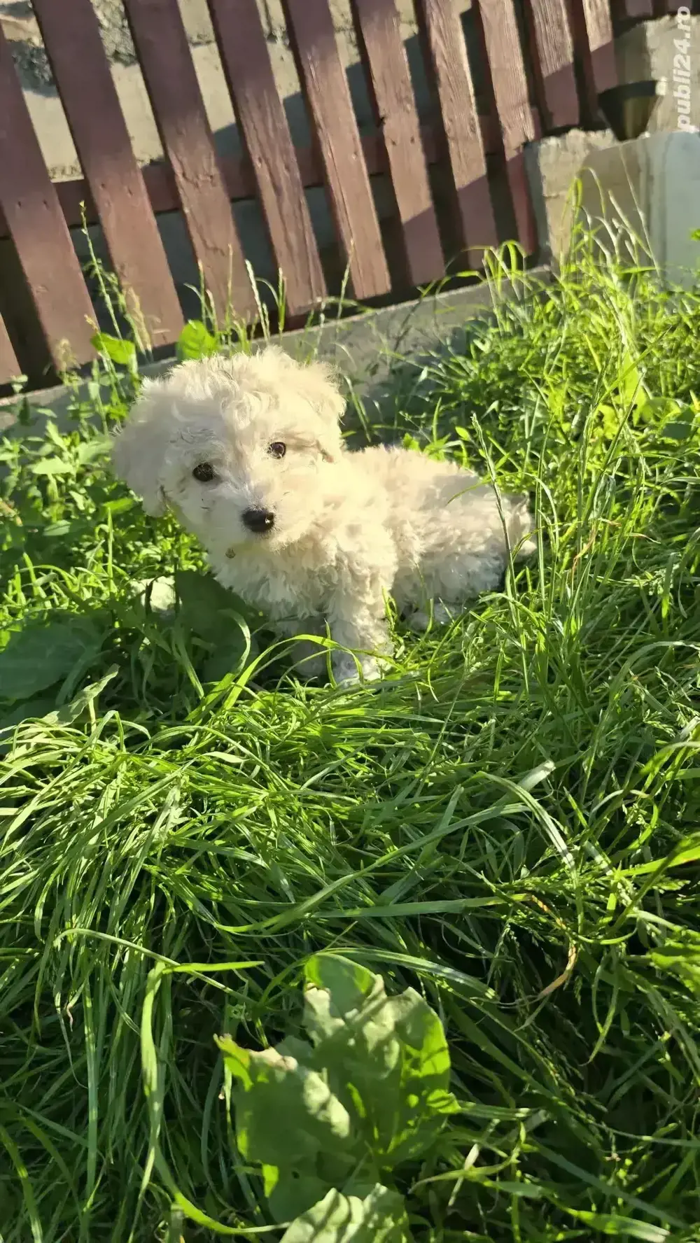 Bichoni Malteze Bichoni Malteze