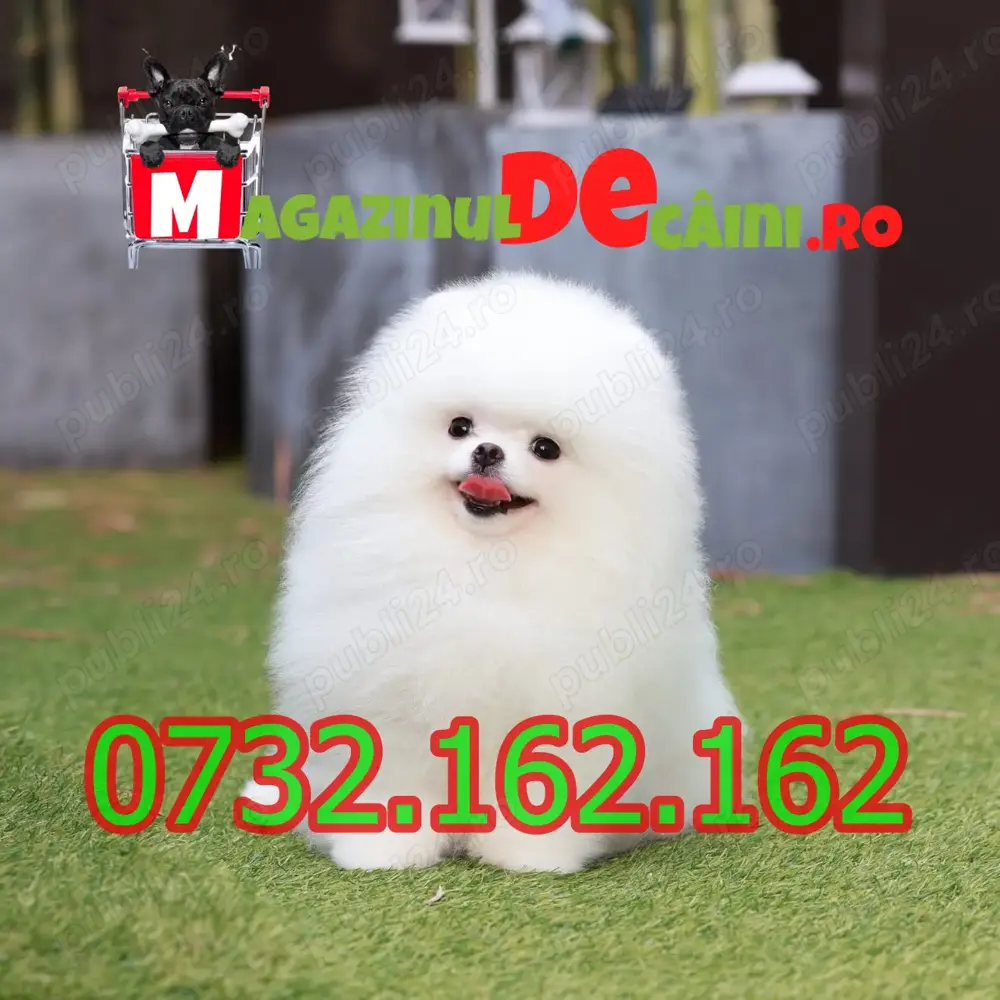 HRANA GRATUITA-Rezerva acum Pomeranian cu FACTURA, Pasaport,carnet,Microcip,Garantie-Livrare la Arad