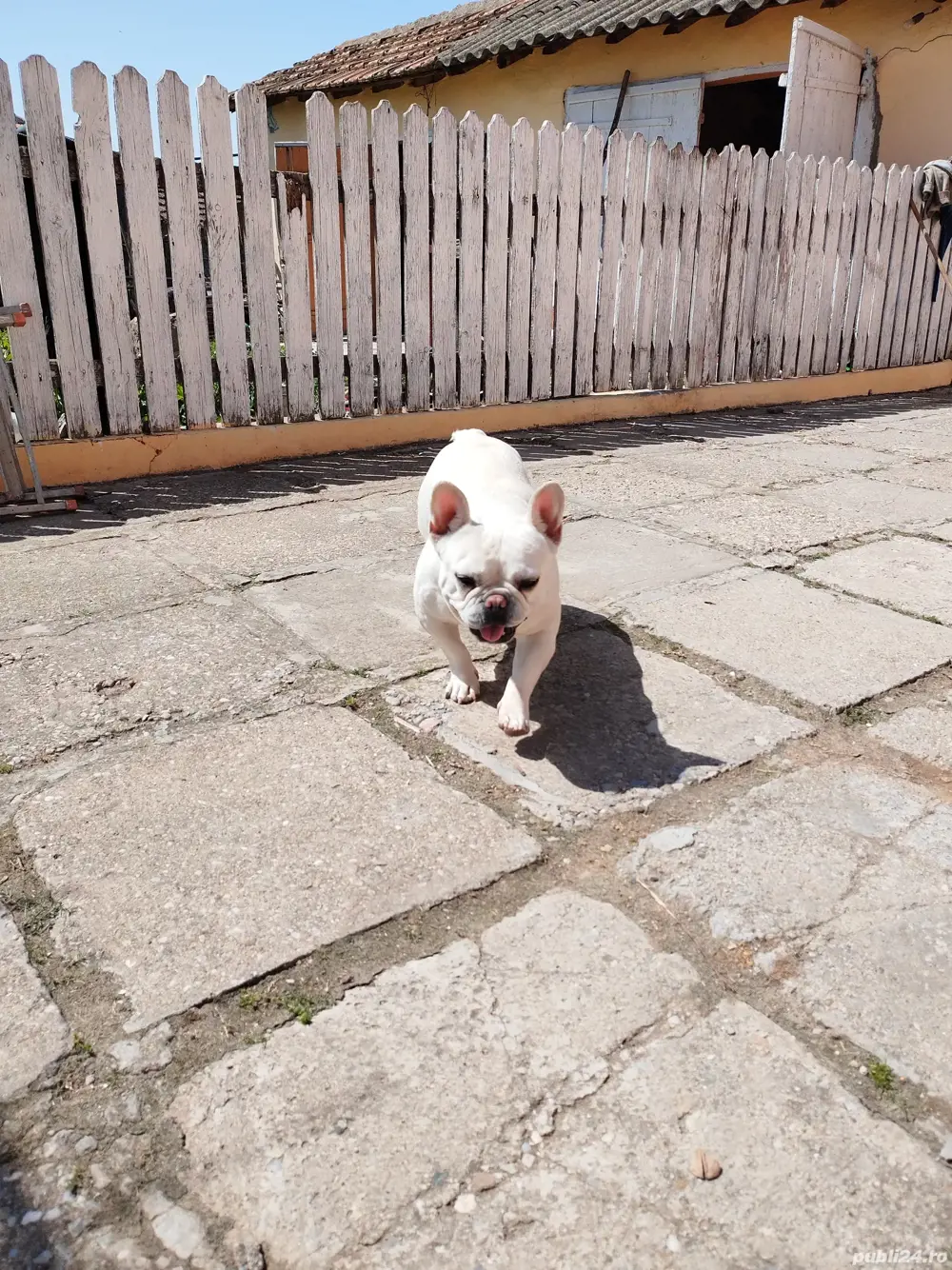 Femelă buldog francez Femelă buldog francez