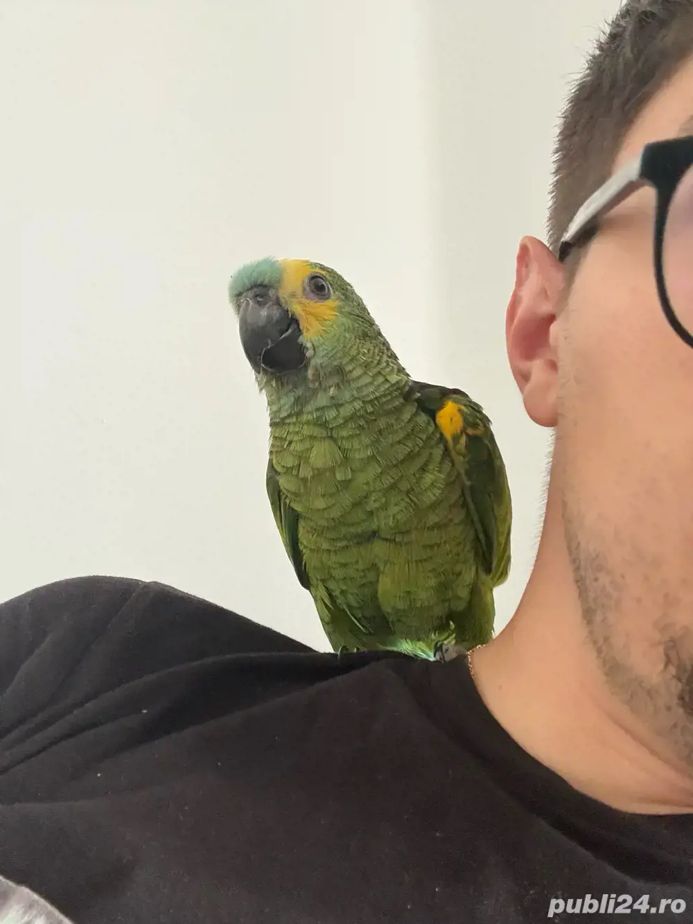 pui papagali amazon vorbitori, blanzi, crescuti la seringa