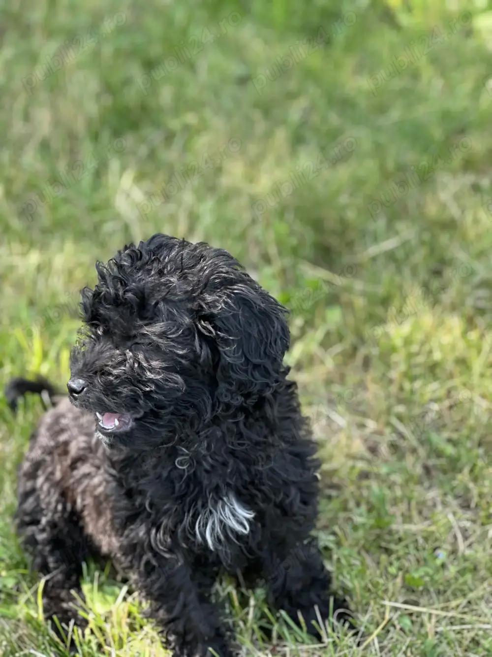 Caniche pudel talie medie