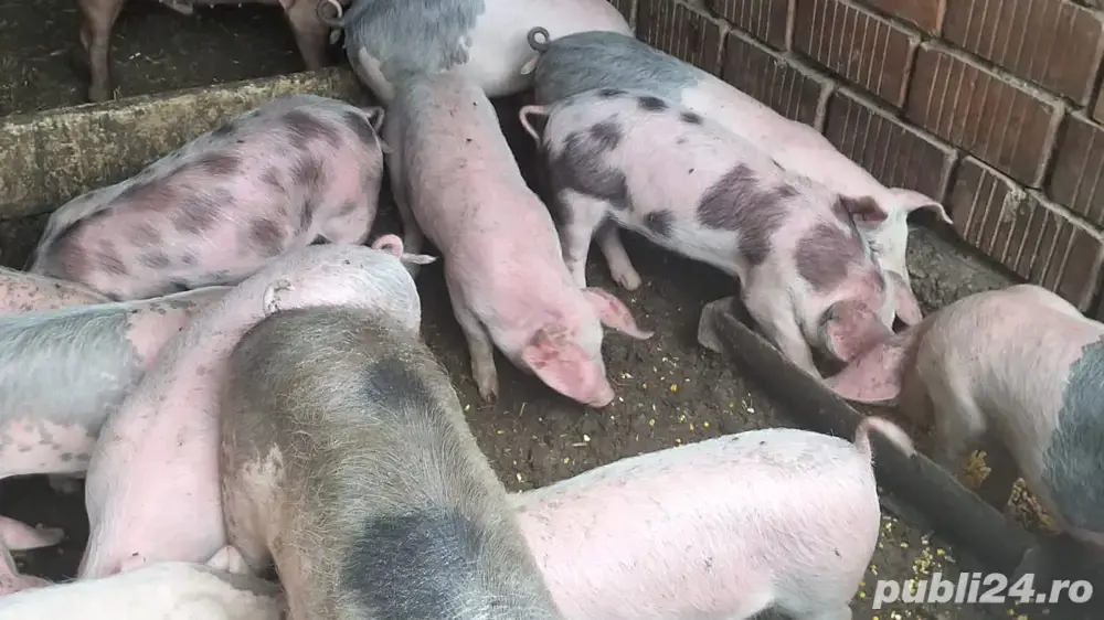 Purcei de 3 luni, aproximativ 20-30kg