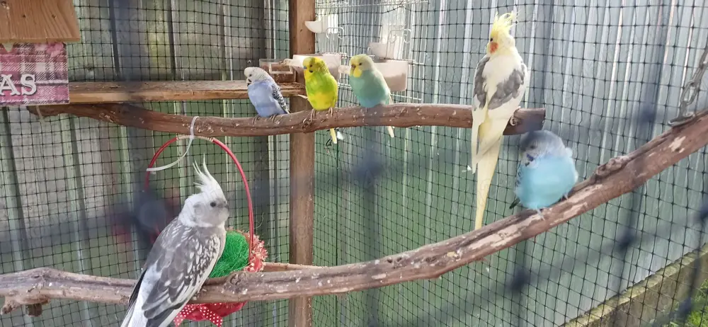 Papagali si broaste testoase