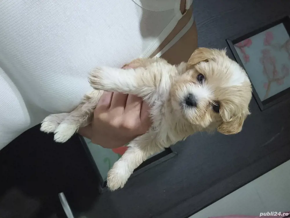 Puiuti Bichoni superbi 