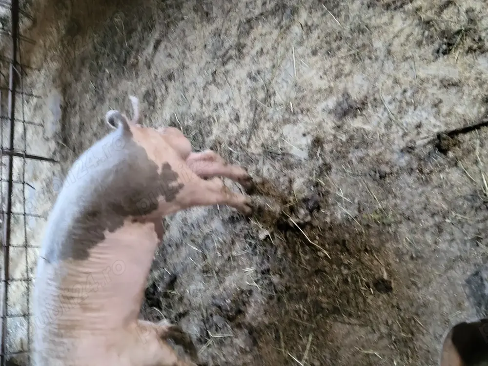 Vând vierus în vârstă de circa 11 luni