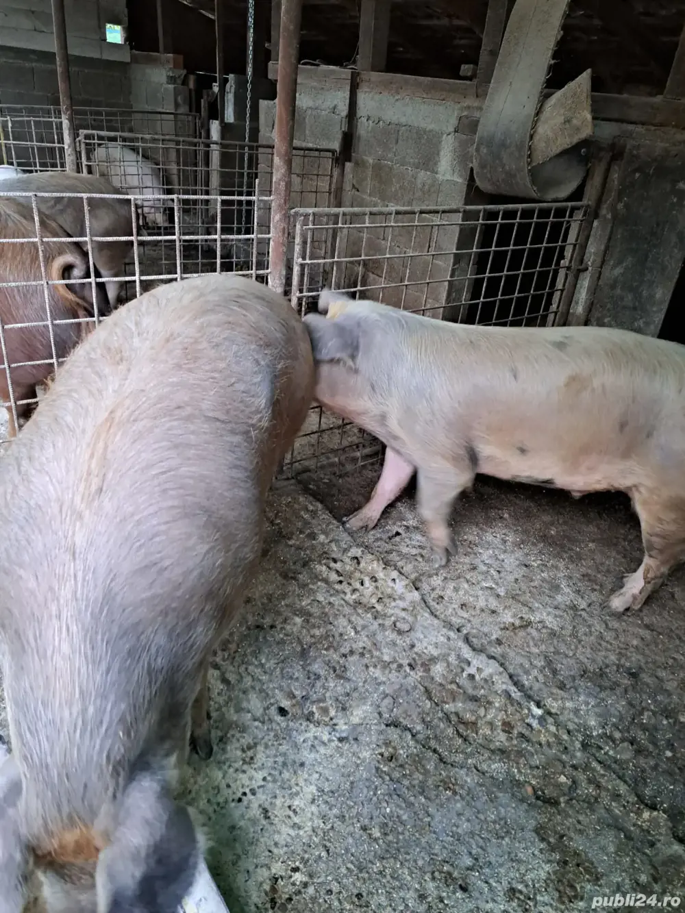 Vand porci pt.sacrificat Vand porci pt.sacrificat