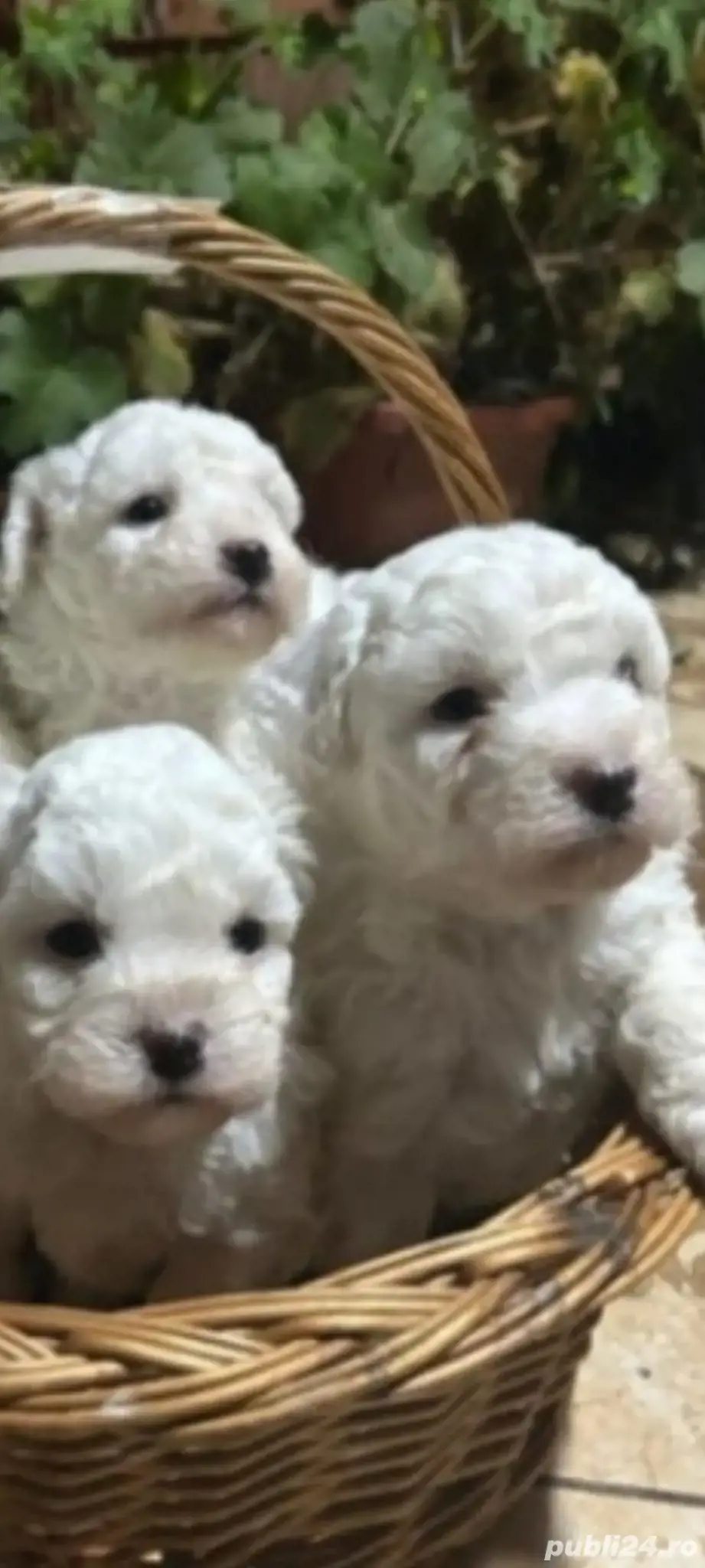 caniche 3 puiuți caniche 3 puiuți