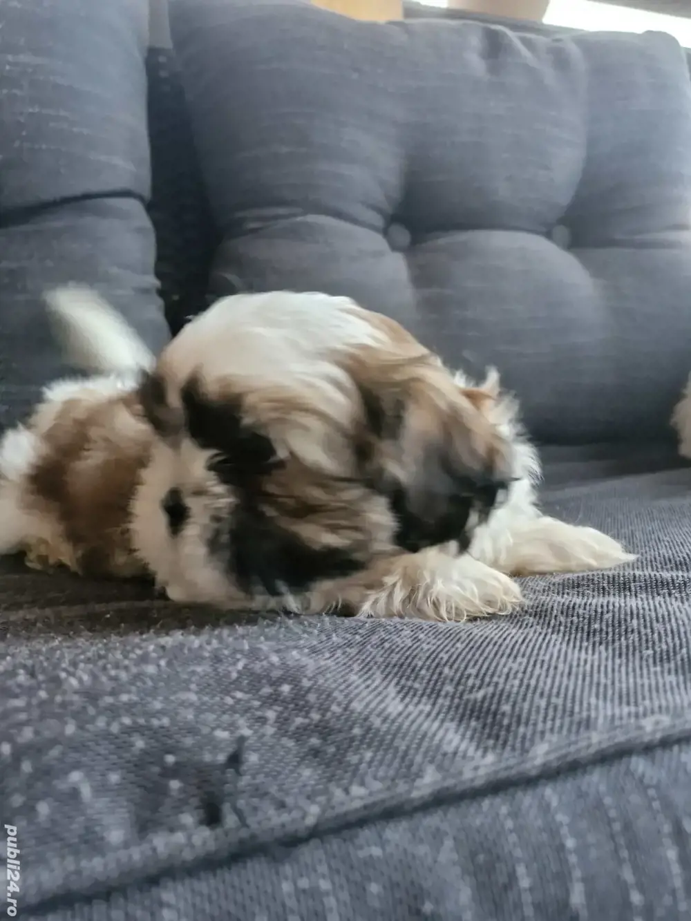 Shih tzu rasa