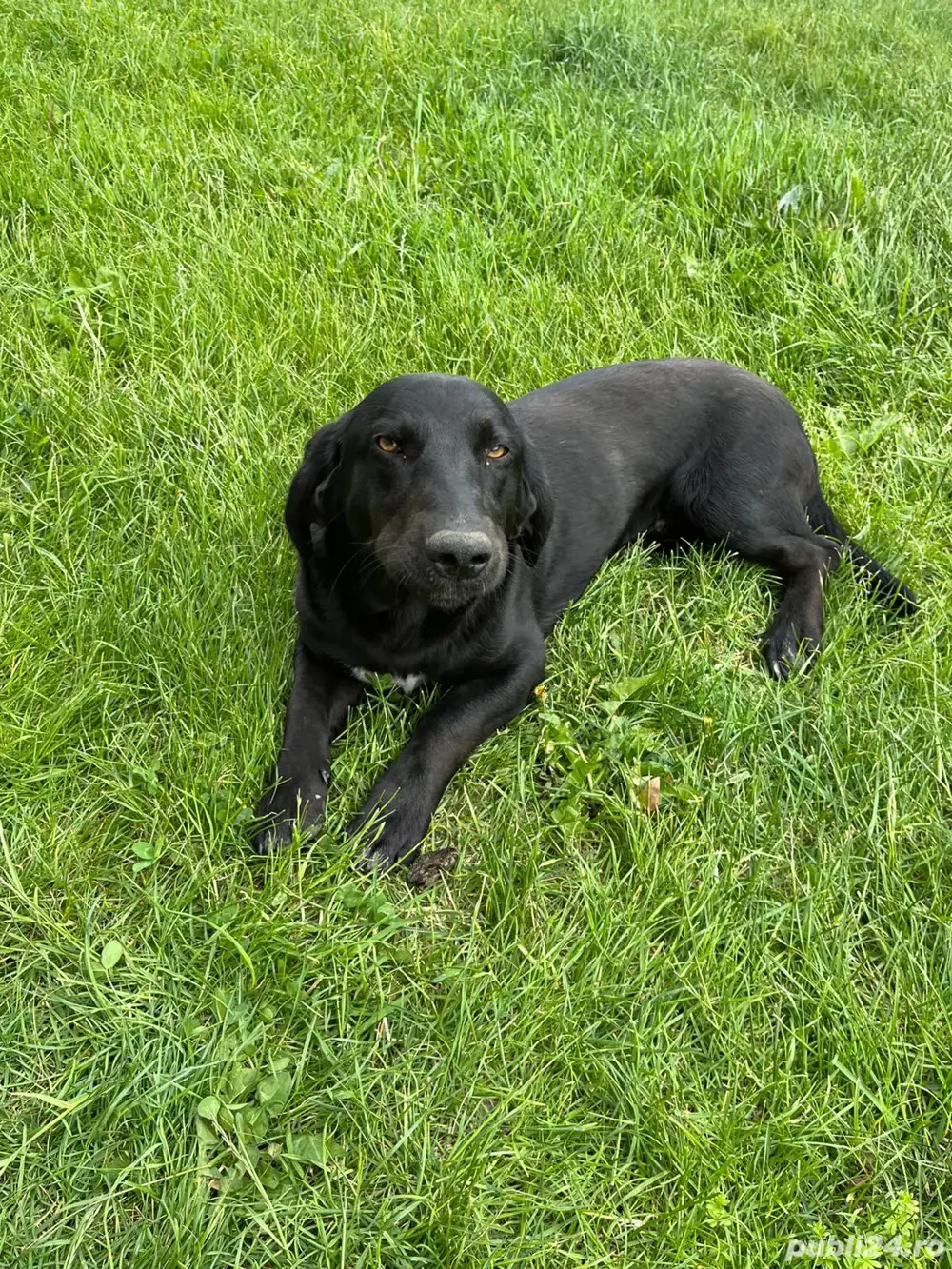 mascul labrador  metis 