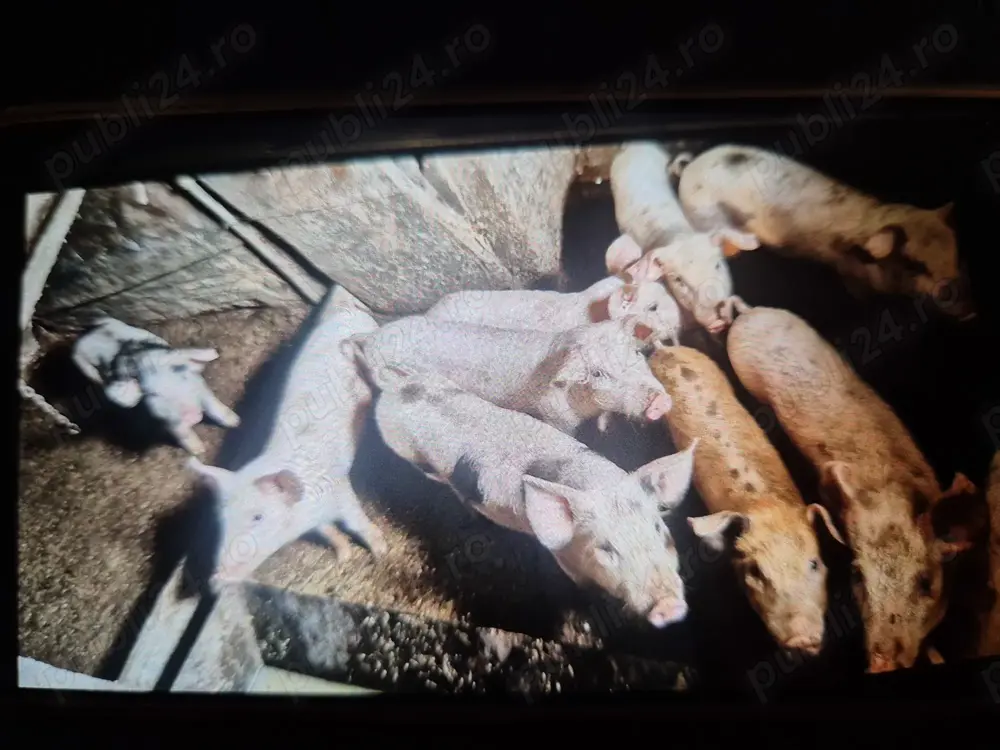Vand purcei de 7 luni