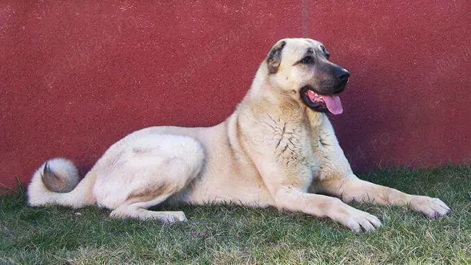 Căței Ciobănesc de Asia Centrală, Mioritic , Românesc de Bucovina,  Caucazian, Carpatinl, Alabai,   Căței Ciobănesc de Asia Centrală, Mioritic , Românesc de Bucovina,  Caucazian, Carpatinl, Alabai,