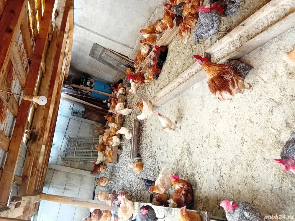 de vanzare gaini care oua foarte bine