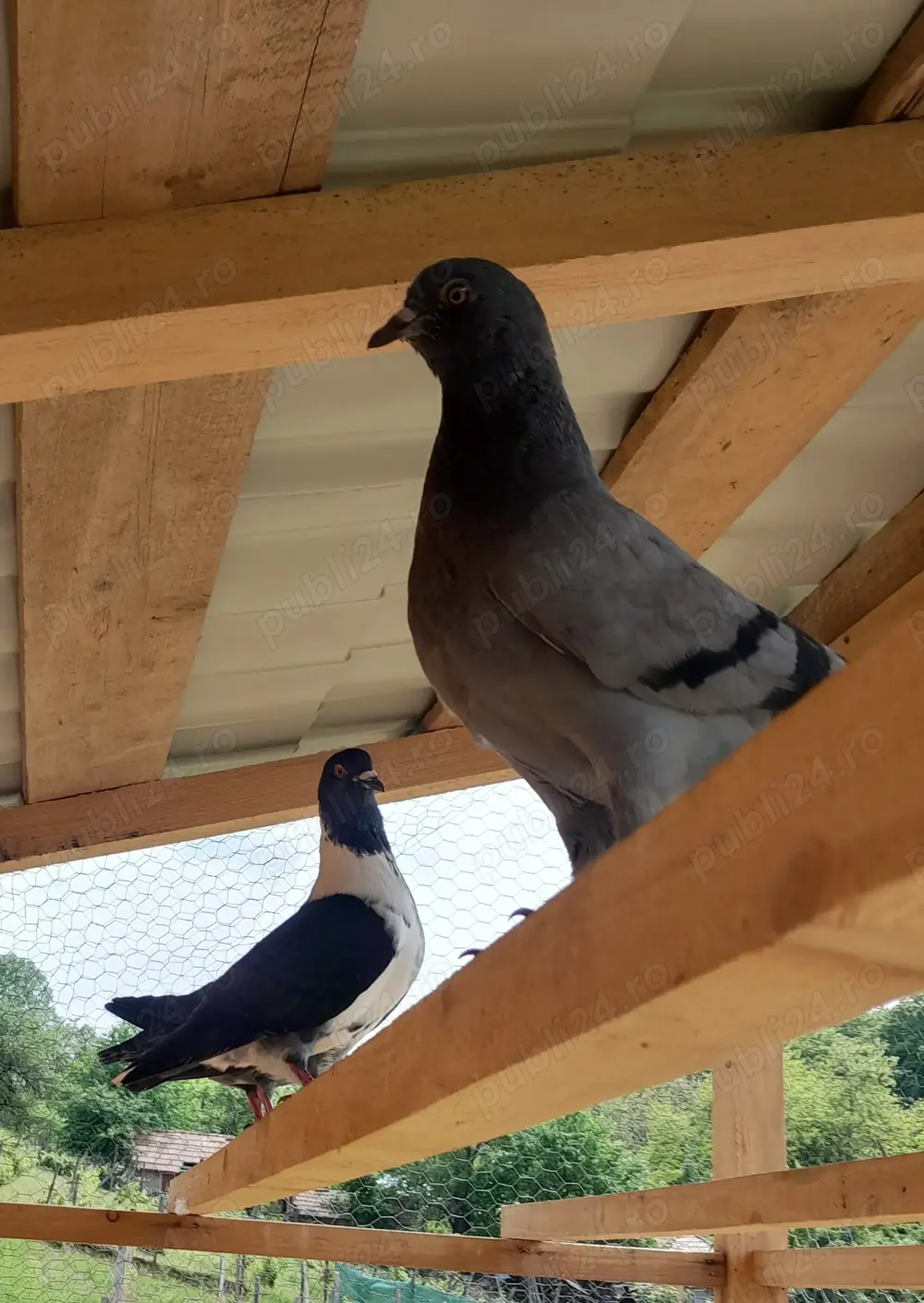 Vând porumbei modena 