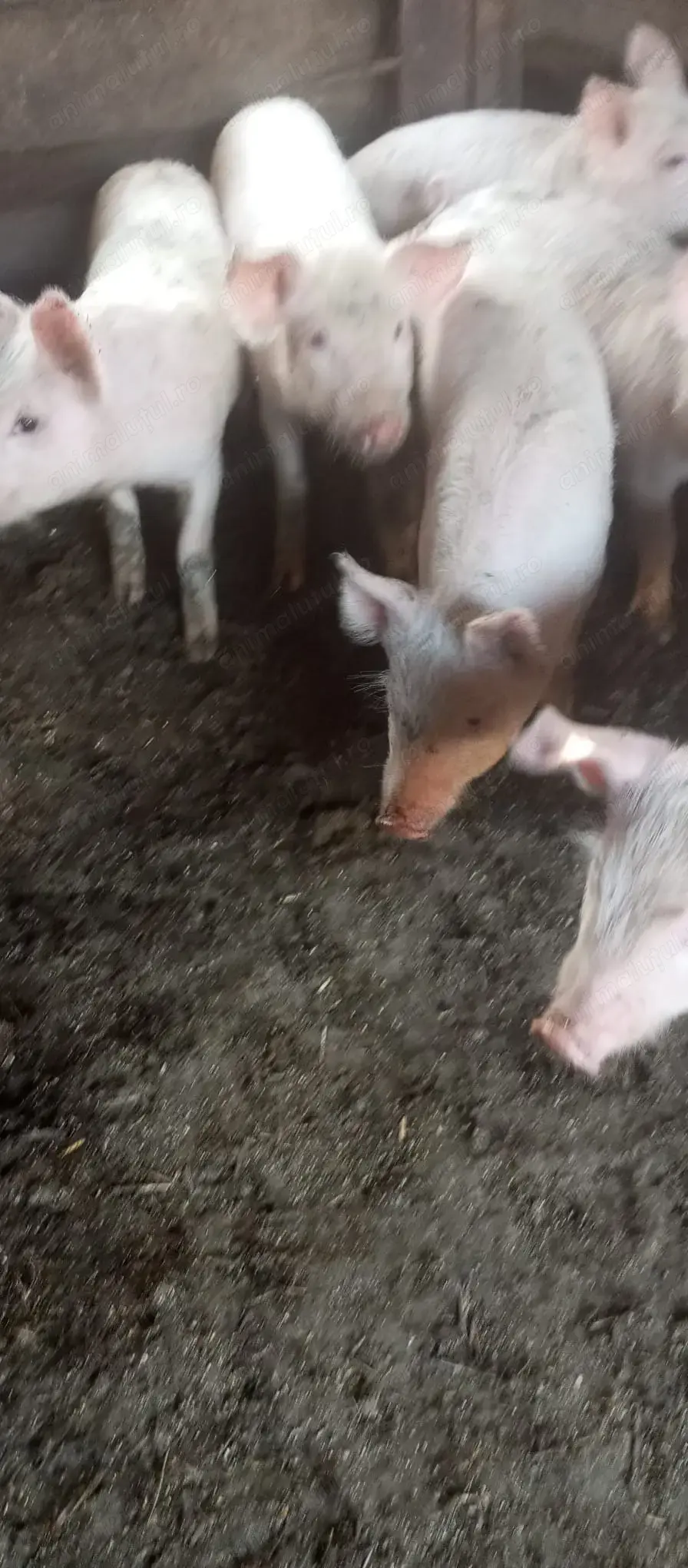 Vand 12 purcei, Bogata, Mures