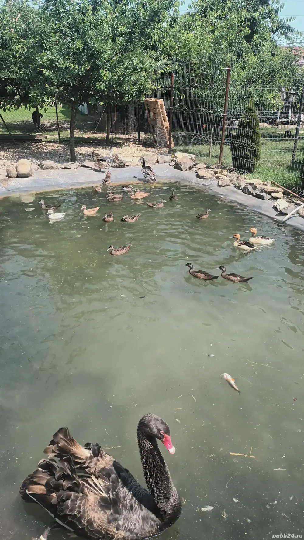 lebede mature si rate caroline lebede mature si rate caroline