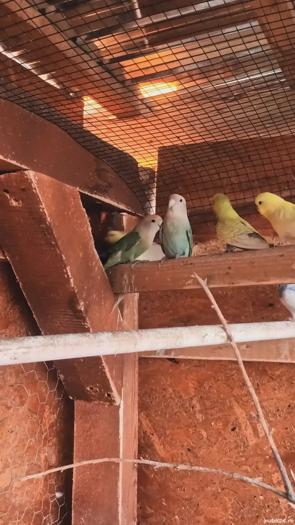 papagali ninfe, perusi, agaponis si micul alexandru