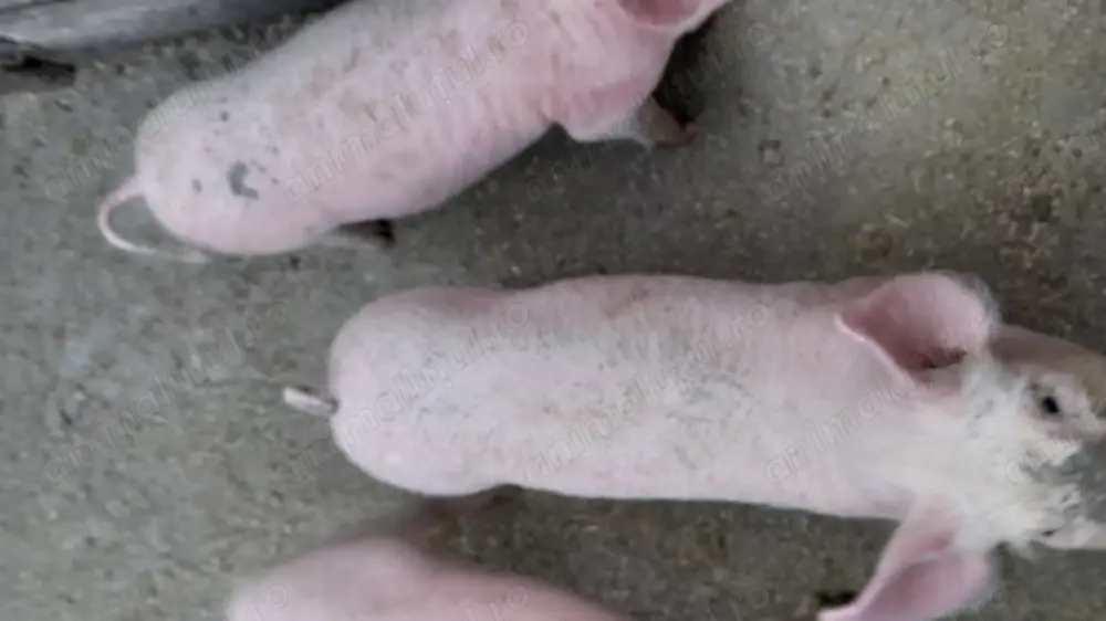 Șuldani de vânzare vânzare  Șuldani de vânzare vânzare