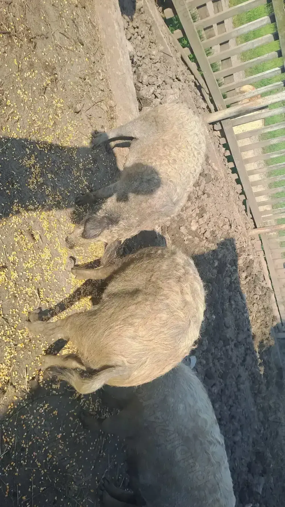 Scrofite gestante mangalita