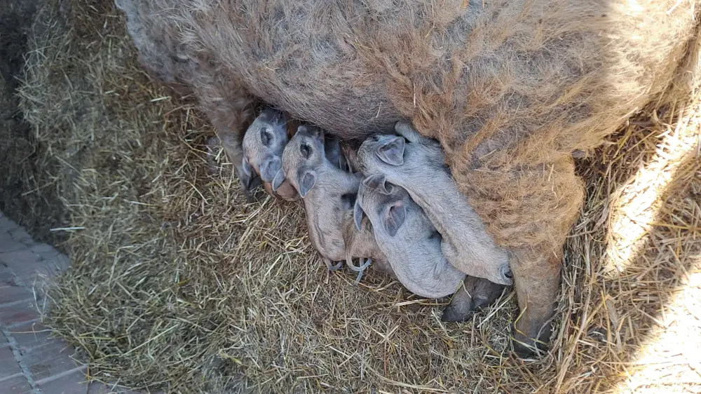 Purcei mangalita Purcei mangalita