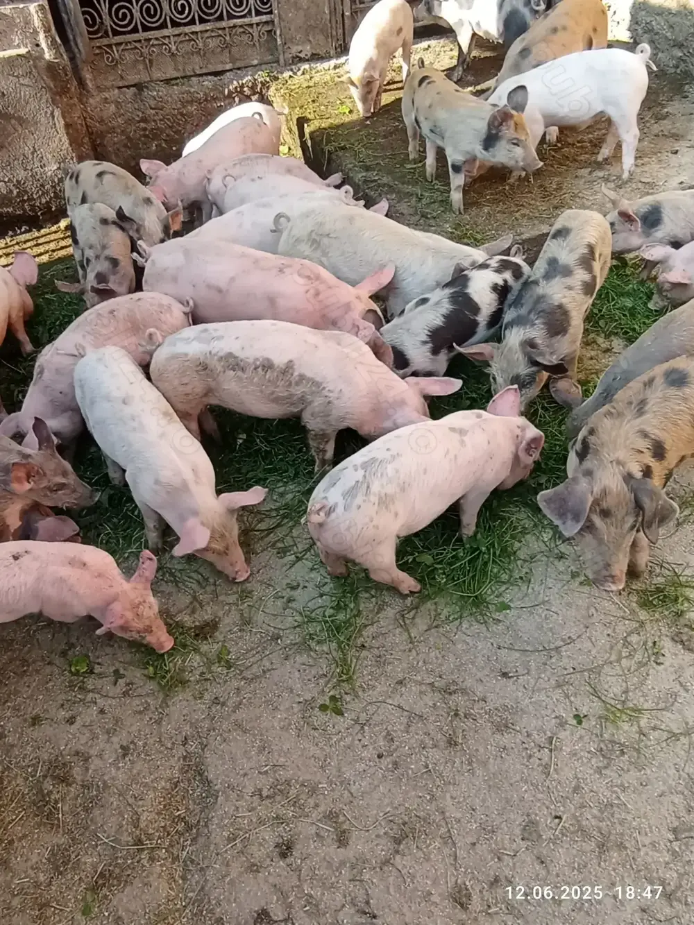 Purcei satu nou de jos