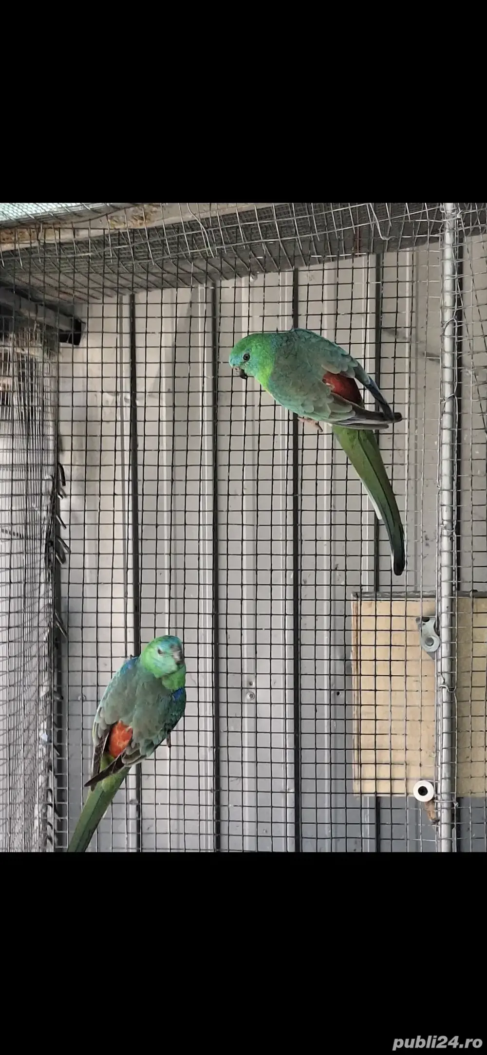 De vânzare Cantatori 