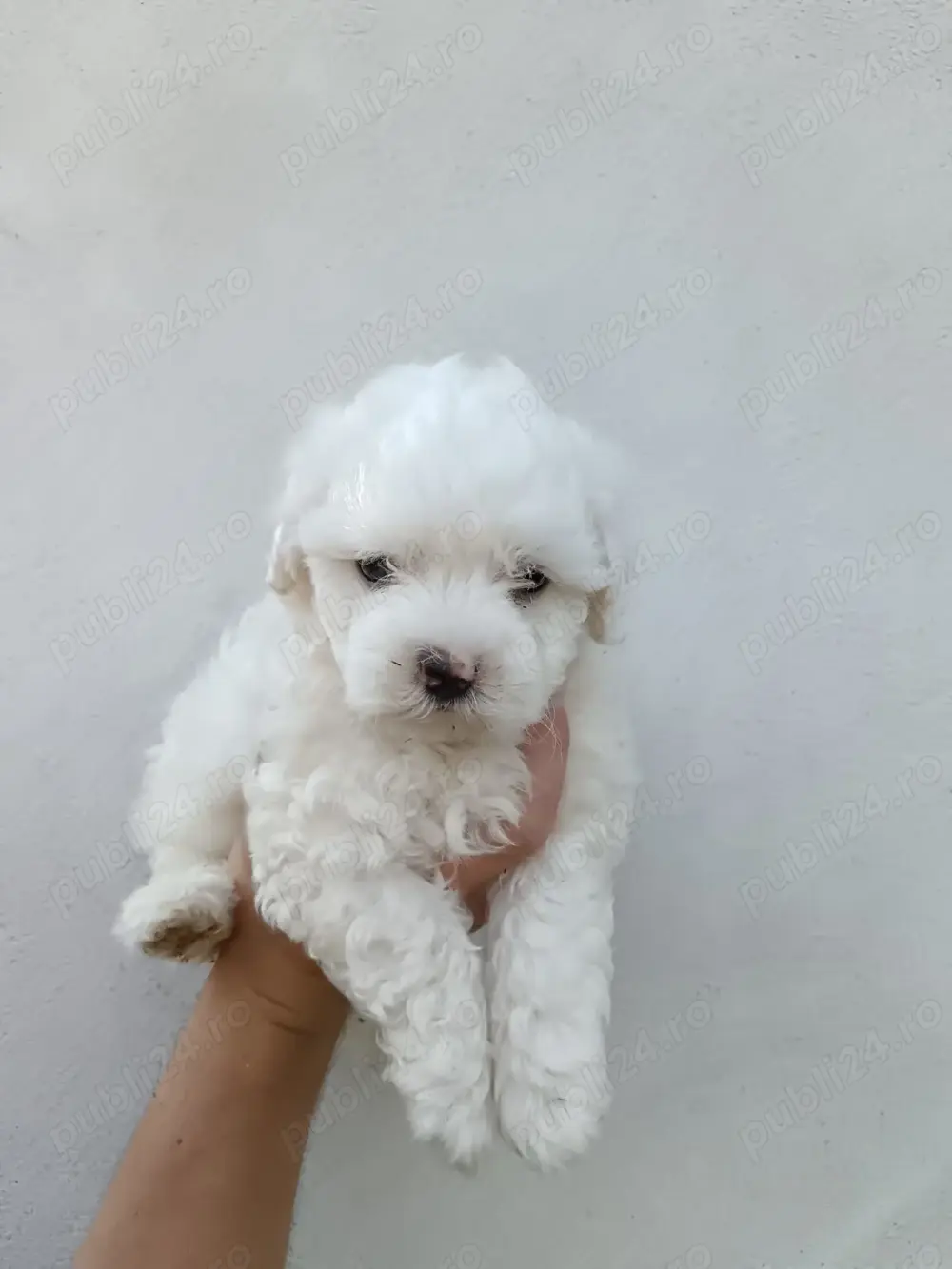 Bisonel  maltez fetita talie mica