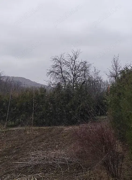 Teren intravilan Miroslava