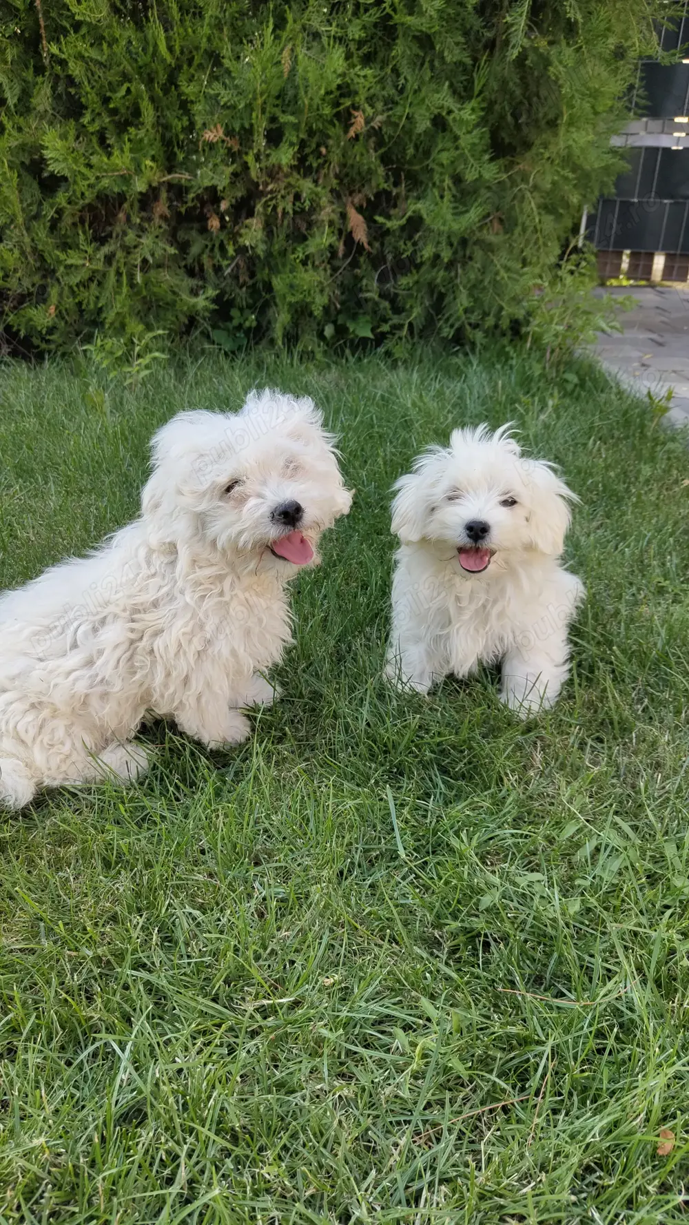 Pui Bichon Maltez 4 luni si deparazitare Pui Bichon Maltez 4 luni si deparazitare