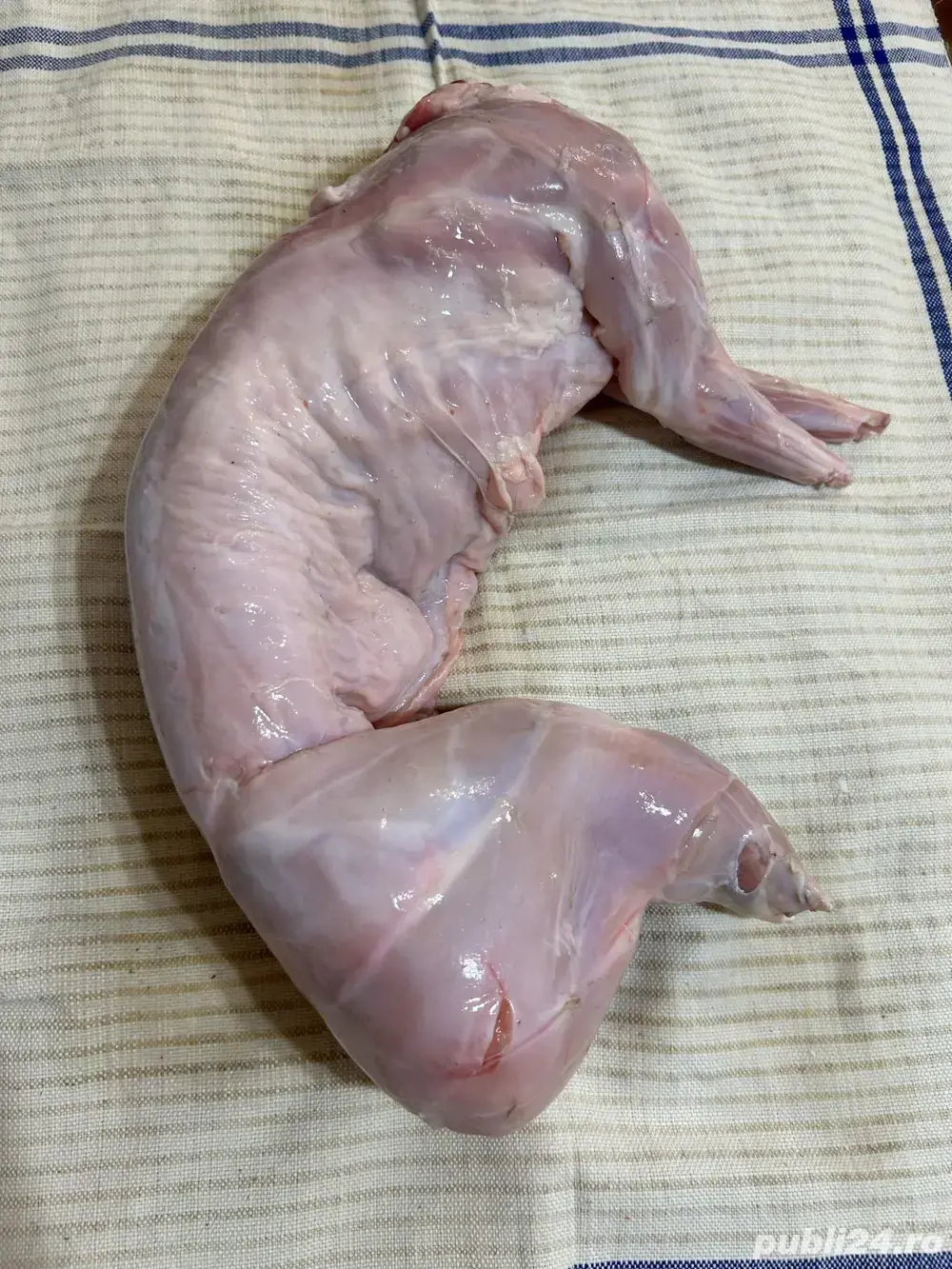 carcasa de iepure  carcasa de iepure