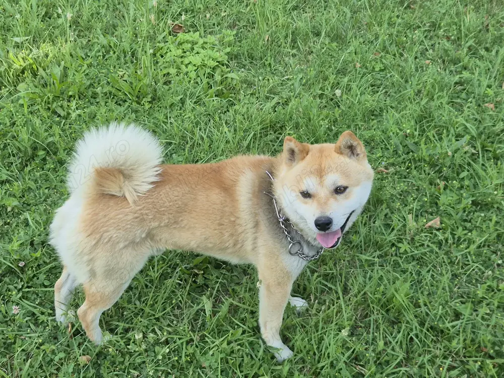 Shiba Inu mascul superb 2 ani Shiba Inu mascul superb 2 ani