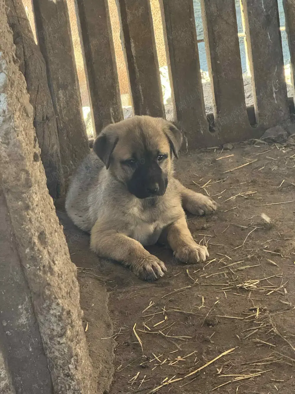 Căței de kangal din părinți foarte buni de paza 