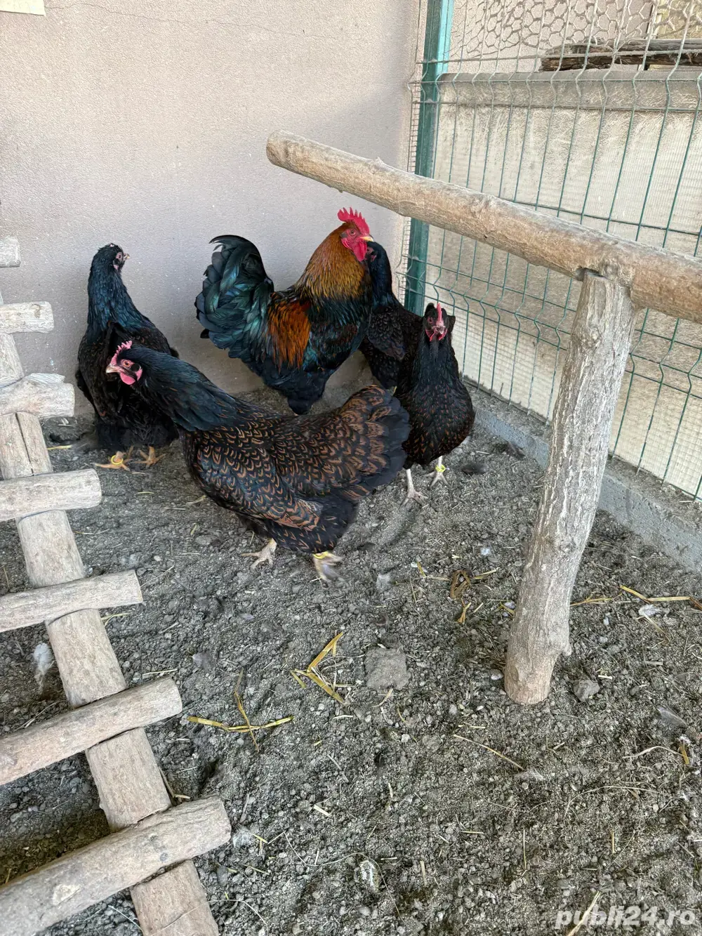 vand gaini diferite rase vand gaini diferite rase