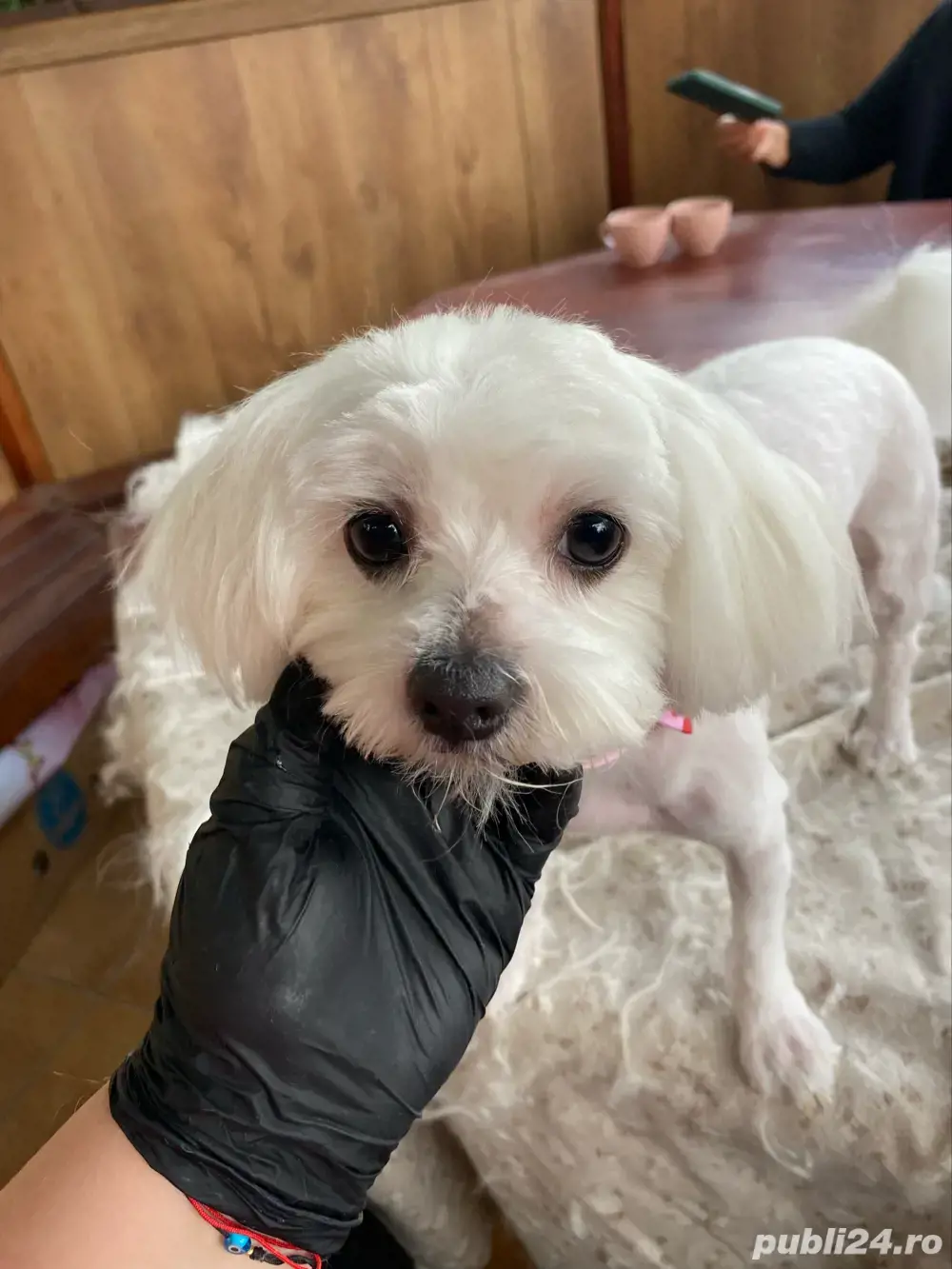 Tuns caini si pisici la domiciliu 