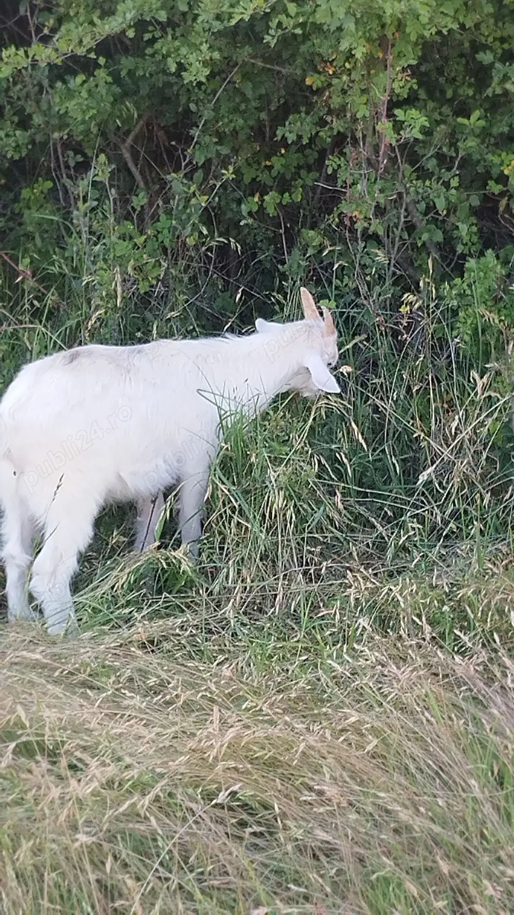 Vand su schimb un ied cu o iada Vand su schimb un ied cu o iada